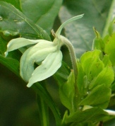 Green Ice Crossandra, Green Shrimp Plant, Ecbolium viride, Crossandra infundibuliformis 'Green Ice'